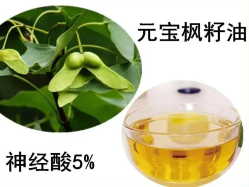 喜讯：国家卫健委正式受理元宝枫叶为新食品原料