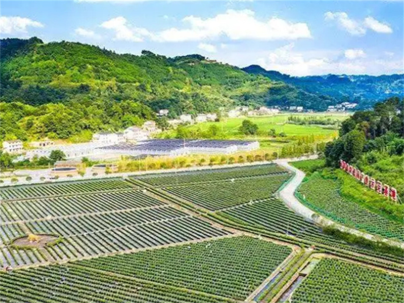 山西油莎豆种植示范基地